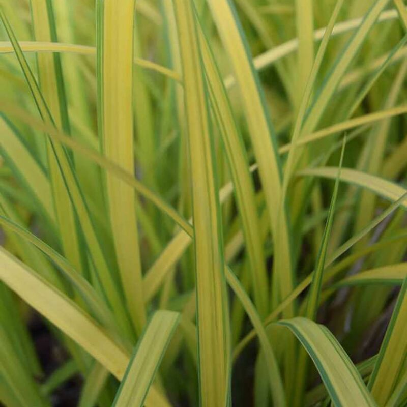 Carex elata 'Aurea' ---